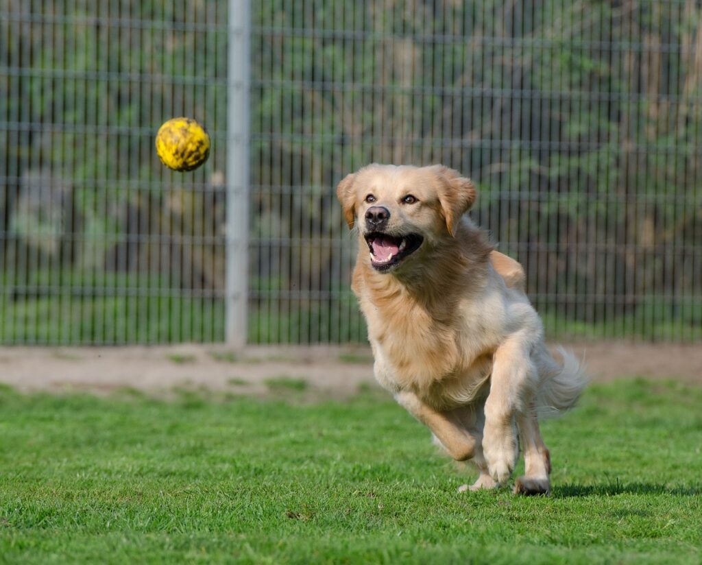 Fun activities for puppies
