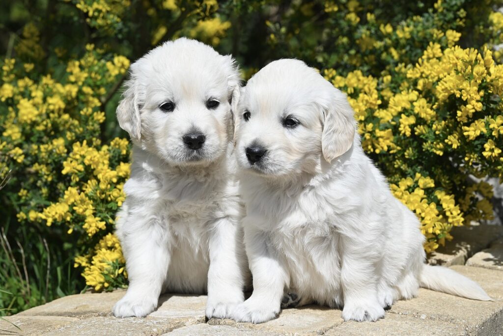 golden retriever puppy, animal, young dog-8735690.jpg