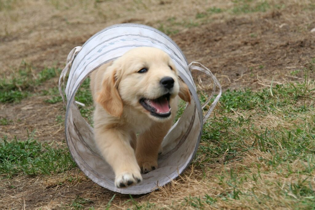 golden retriever puppy, dog puppy, cute puppy-2706681.jpg