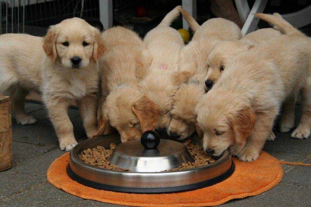 Puppy health check