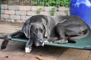 great dane, dog, summer-3978165.jpg