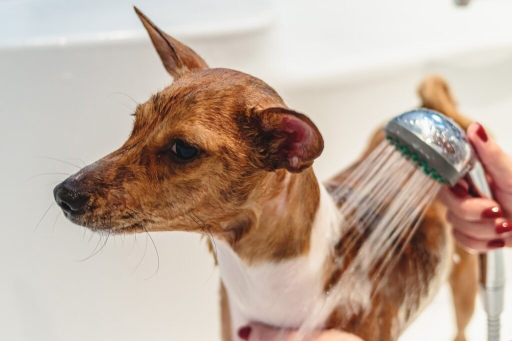 grooming, dog, pet-7099947.jpg