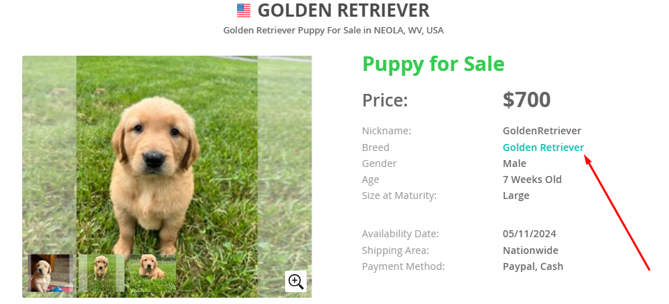 Puppy buying process