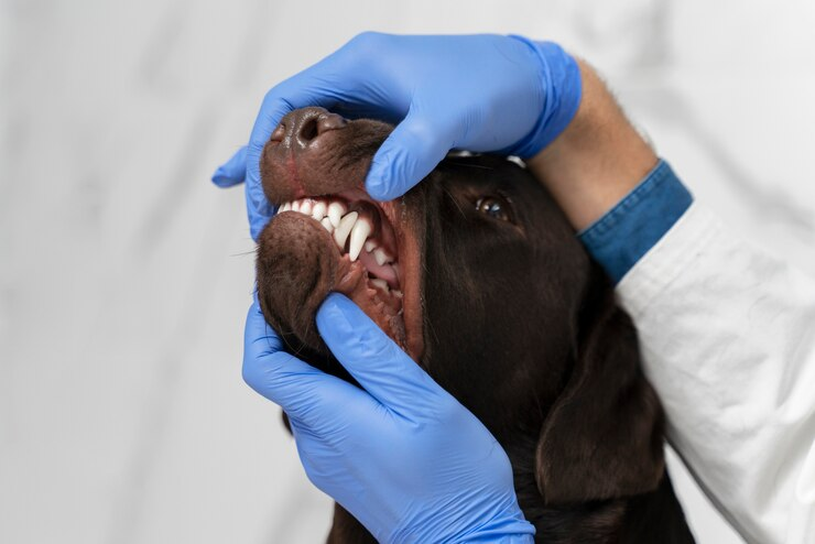 Puppy dental care