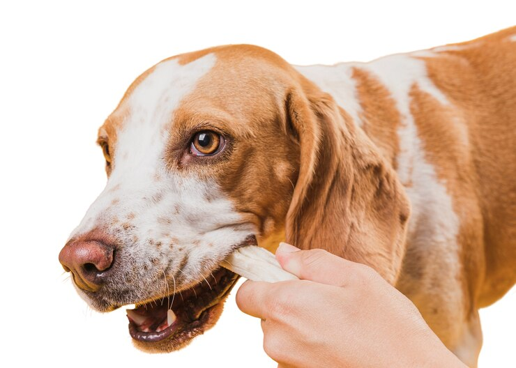 Puppy dental care