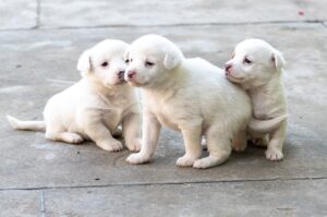 indian spitz, puppies, outdoors-7786544.jpg