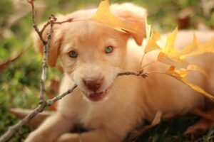 labrador, golden retriever, pit-1699898.jpg