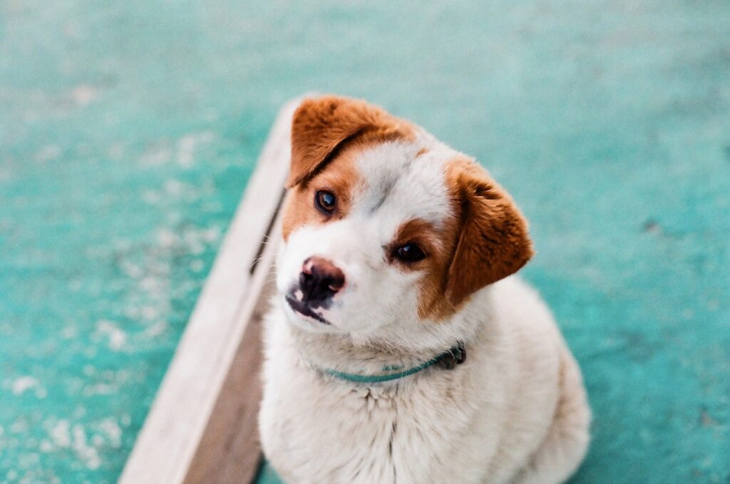pet, dog, nature-4942796.jpg