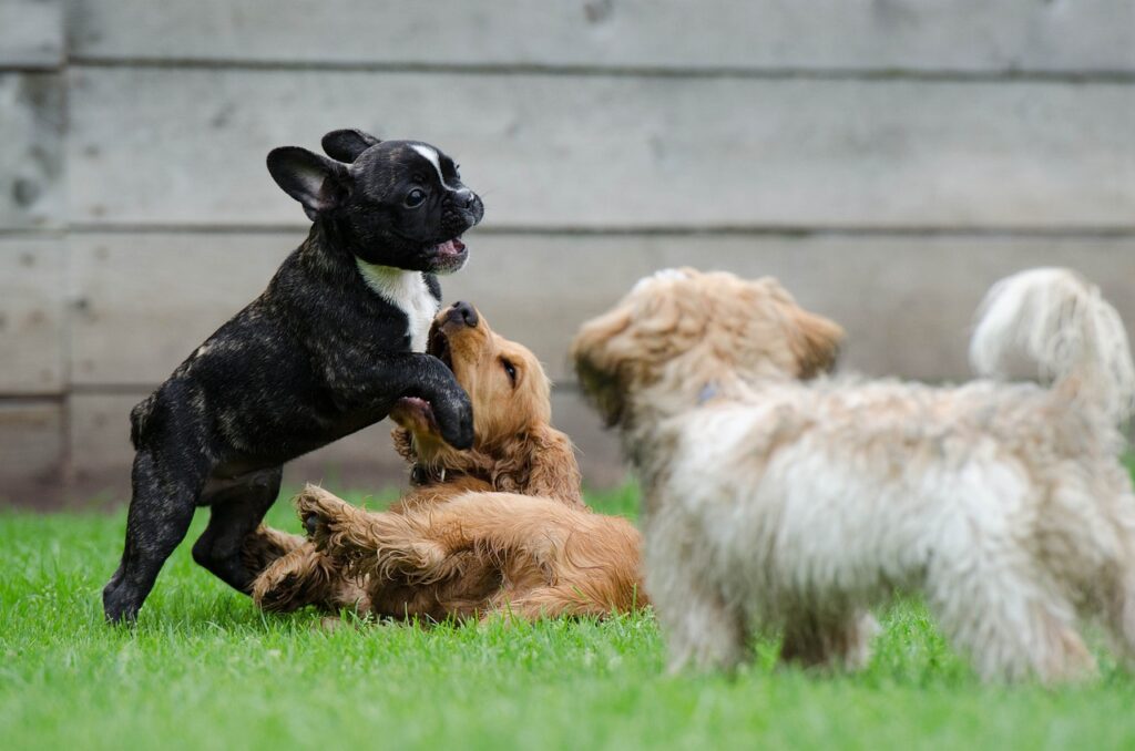 Common puppy myths