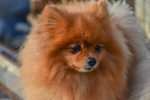 pomeranian, dog, pet-6915943.jpg