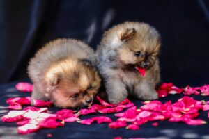 pomeranian, dogs, puppies-7294936.jpg