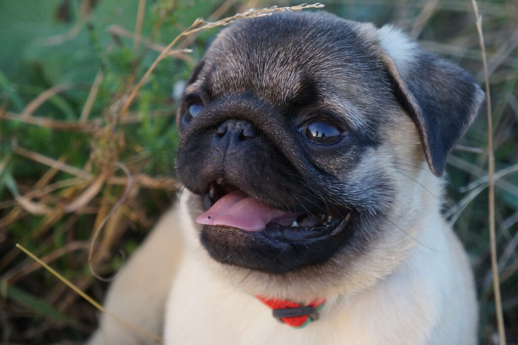 pug, the pug, myfirstpug-2454270.jpg