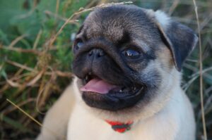 pug, the pug, myfirstpug-2454270.jpg