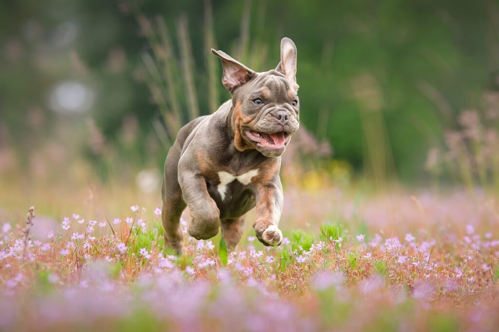 puppies, bulldog, cute-4233375.jpg