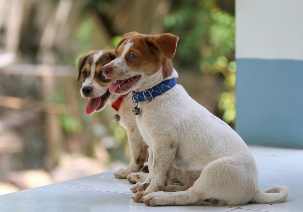 Signs of a healthy puppy