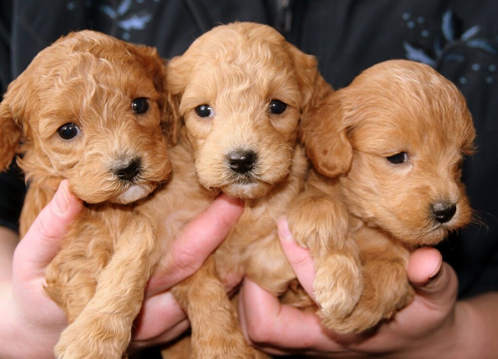 Puppies for emotional support