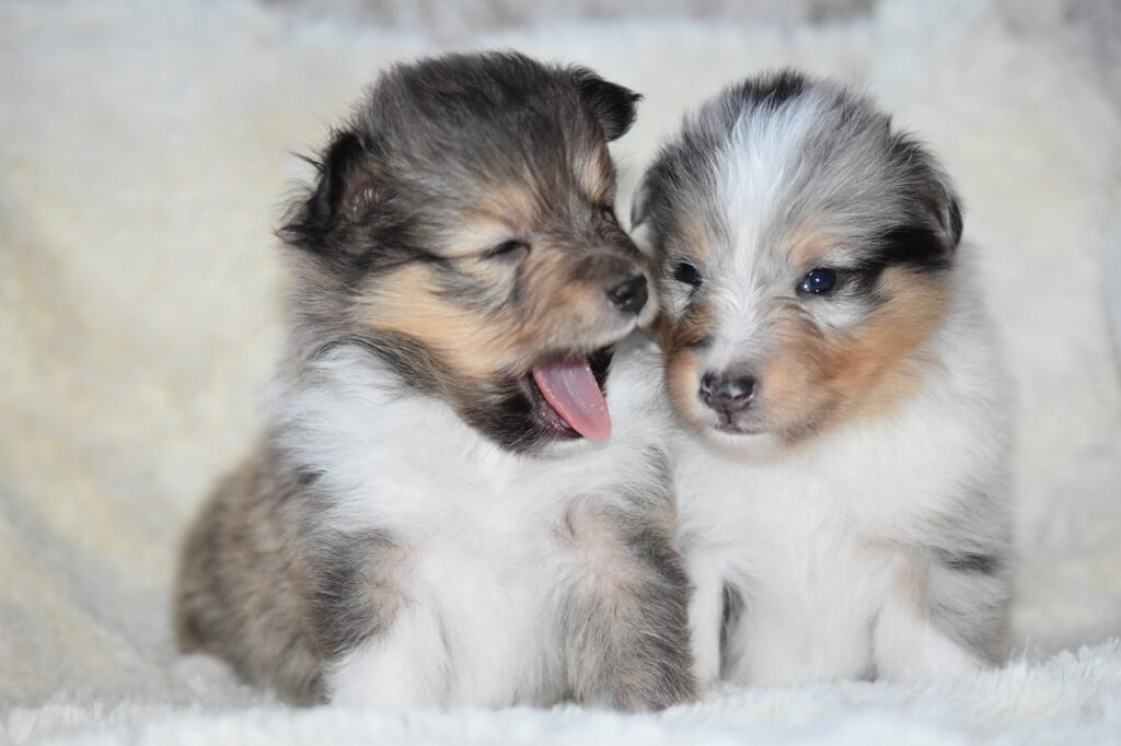puppies, puppies shetland sheepdog, young dog-4036626.jpg