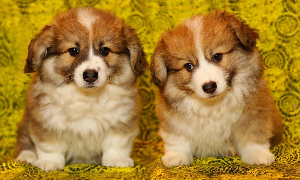 puppies, the pembroke welsh corgi, pet-2826310.jpg