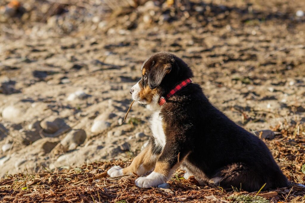 puppy, bernese mountain dog, beach-7162203.jpg
