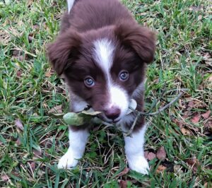 puppy, border collie, lawn-7427516.jpg