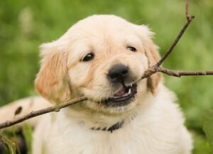 puppy, golden retriever, dog-1189067.jpg