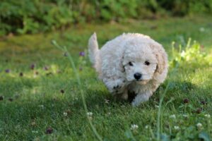 puppy, poodle, miniature poodle-3801348.jpg