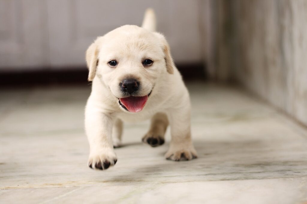 puppy, retriever, labrador-4347544.jpg