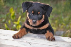 rottweiler, puppy, dog-1535961.jpg