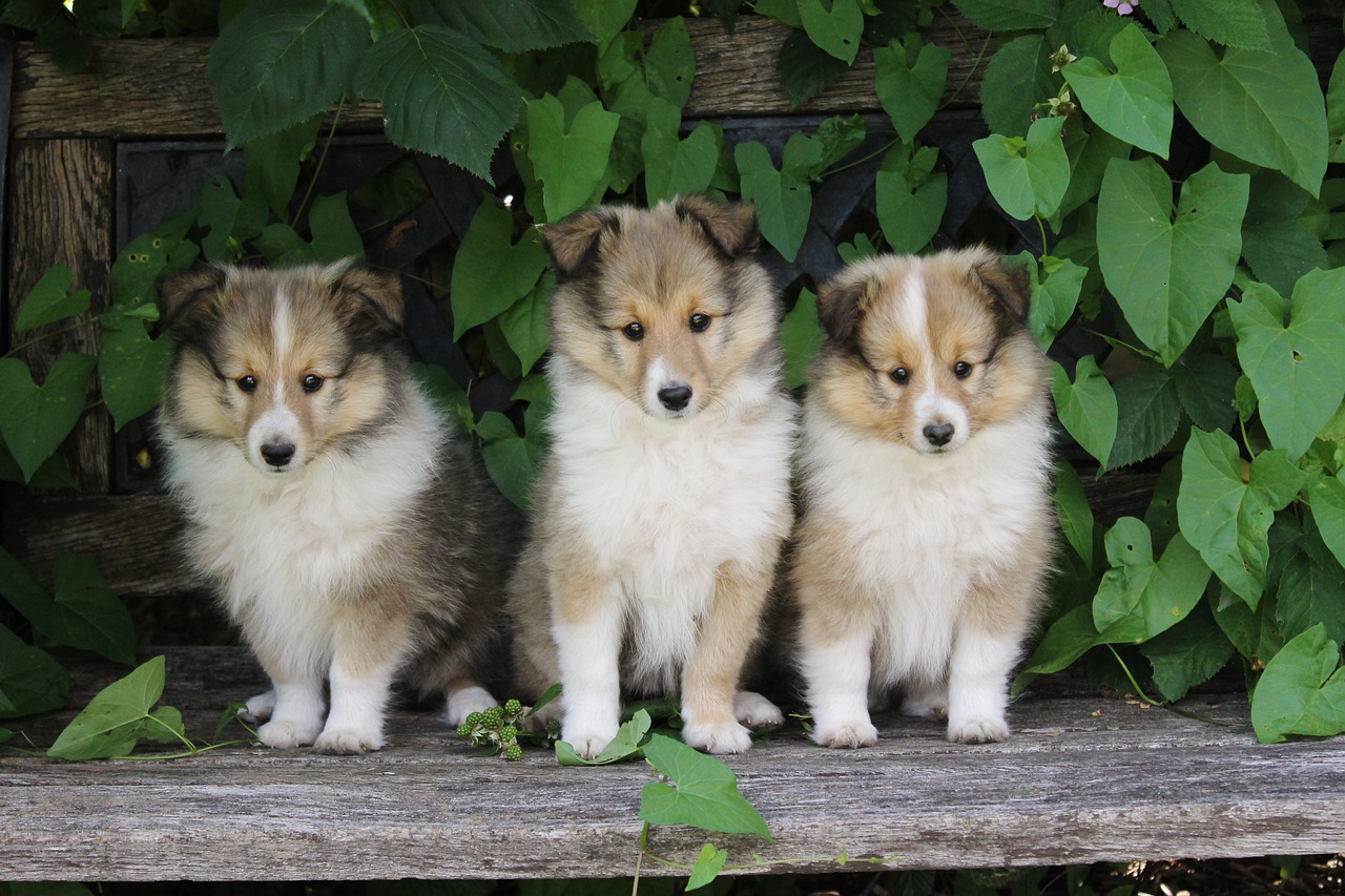 sheltie puppies, dogs, animal-7635485.jpg