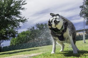 siberian husky, husky, dog-1771659.jpg
