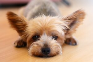 yorkshire terrier, domestic animal, canine-6530943.jpg