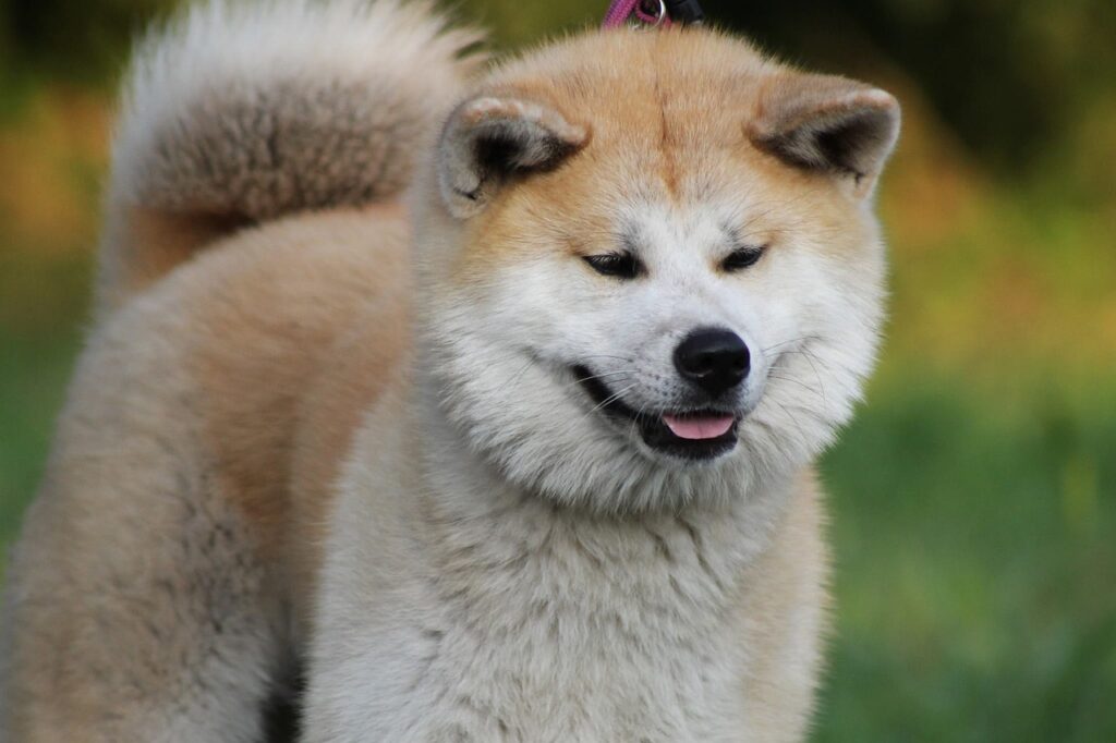 Double-Coated Puppy Breeds