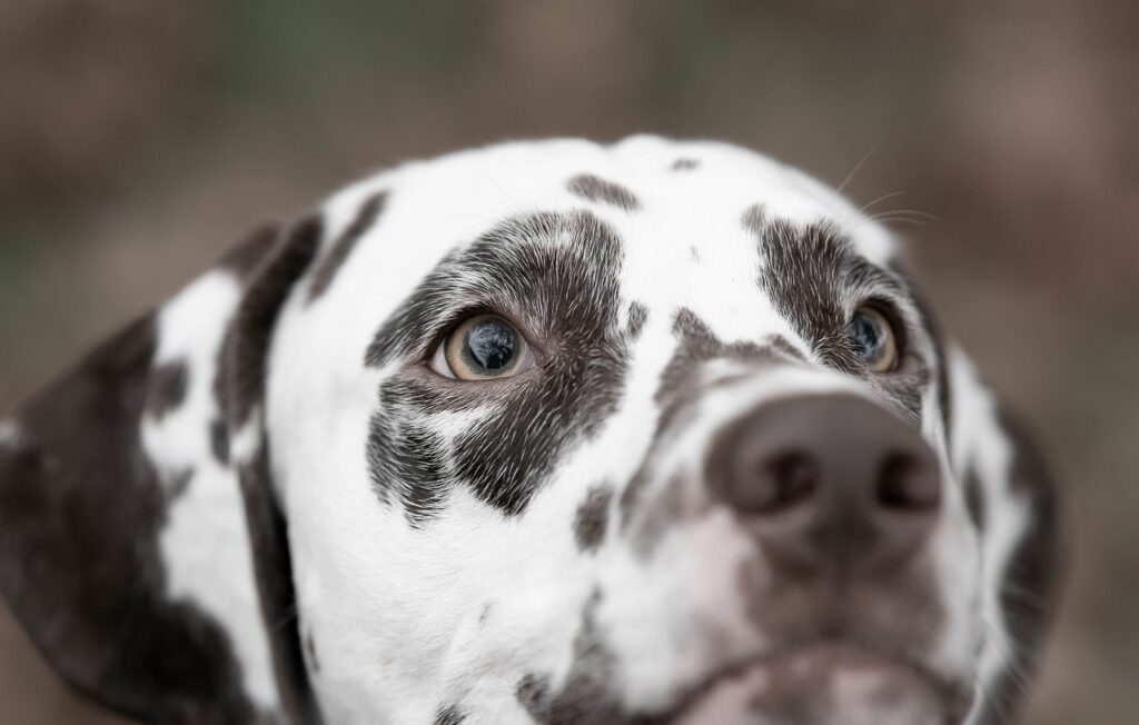 How Dogs Think