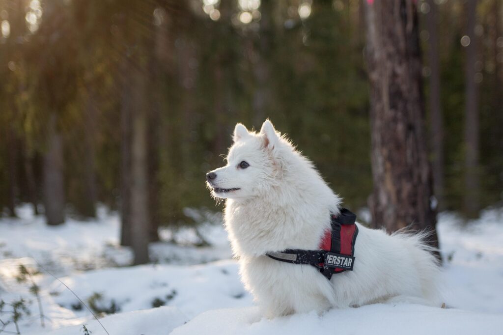 Interesting facts about Samoyed