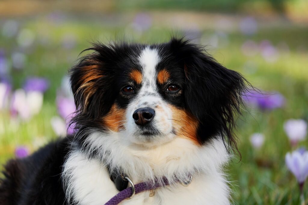 Medium Dog Breeds