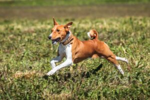 basenji, dog, running-7043688.jpg