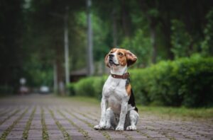 beagle, dog, park-5964194.jpg