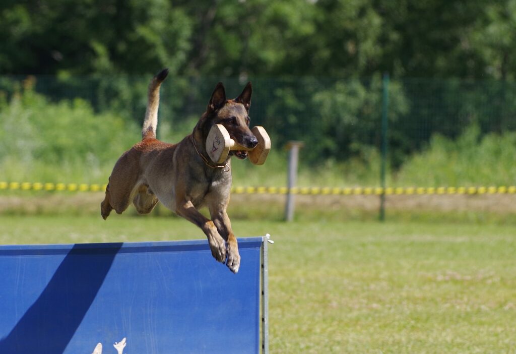 belgian shepherd malinois, jump, retrieving dumbbell-2546725.jpg