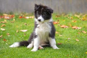 border collie, lawn, backyard-6773336.jpg