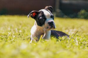 boston terrier, dog, nature-8224348.jpg