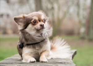 chihuahua, dog, animal-3961096.jpg