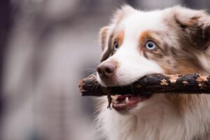 cute, animal, pet-3210112.jpg