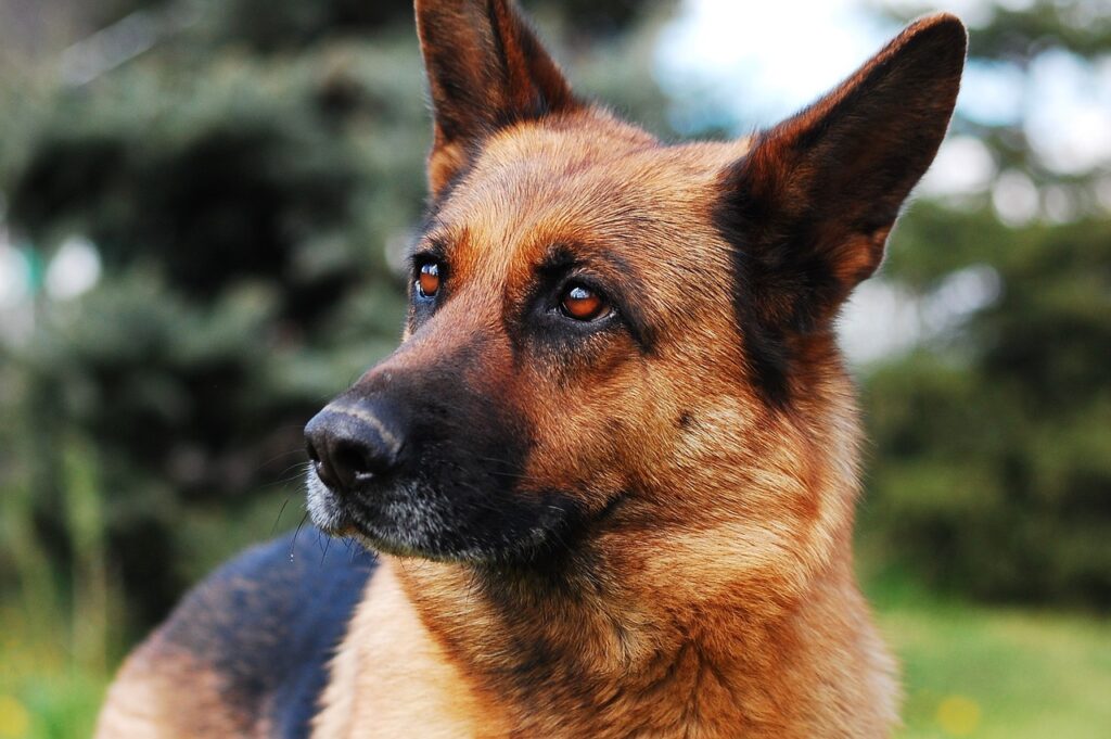 dog, animal, german shepherd-2386814.jpg