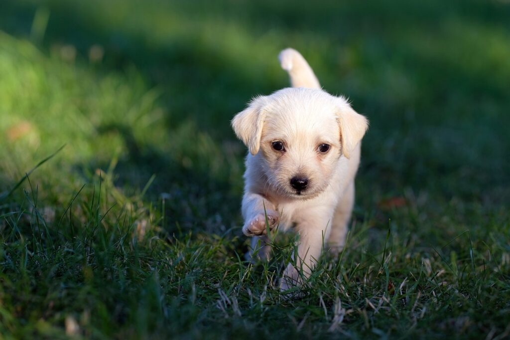 New puppy owner tips
