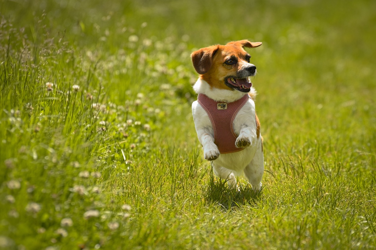 dog, beagle, papillon beagle-7327924.jpg