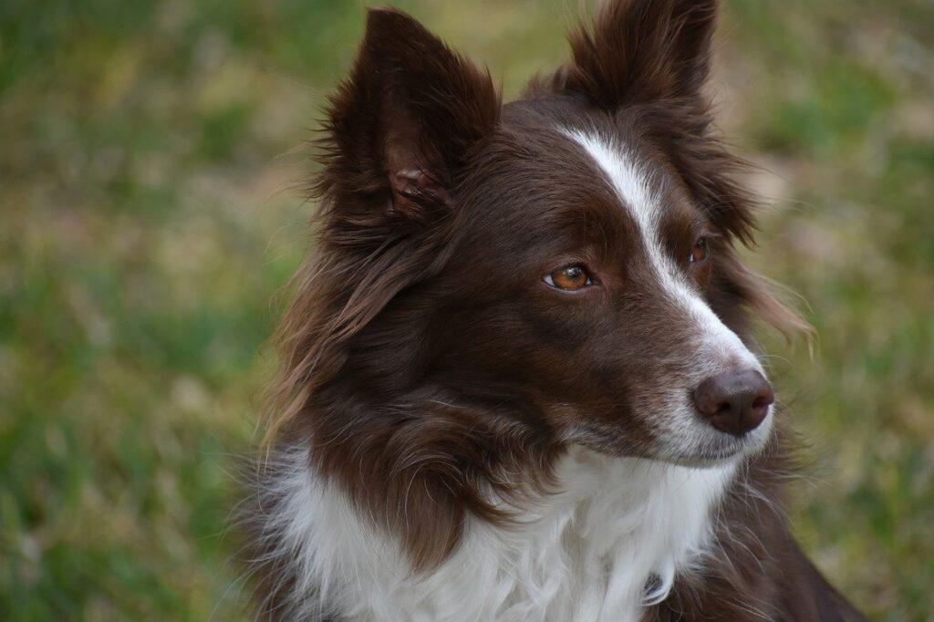 The Healthiest Dog Breeds