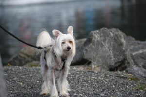 dog, canine, pet-5610059.jpg
