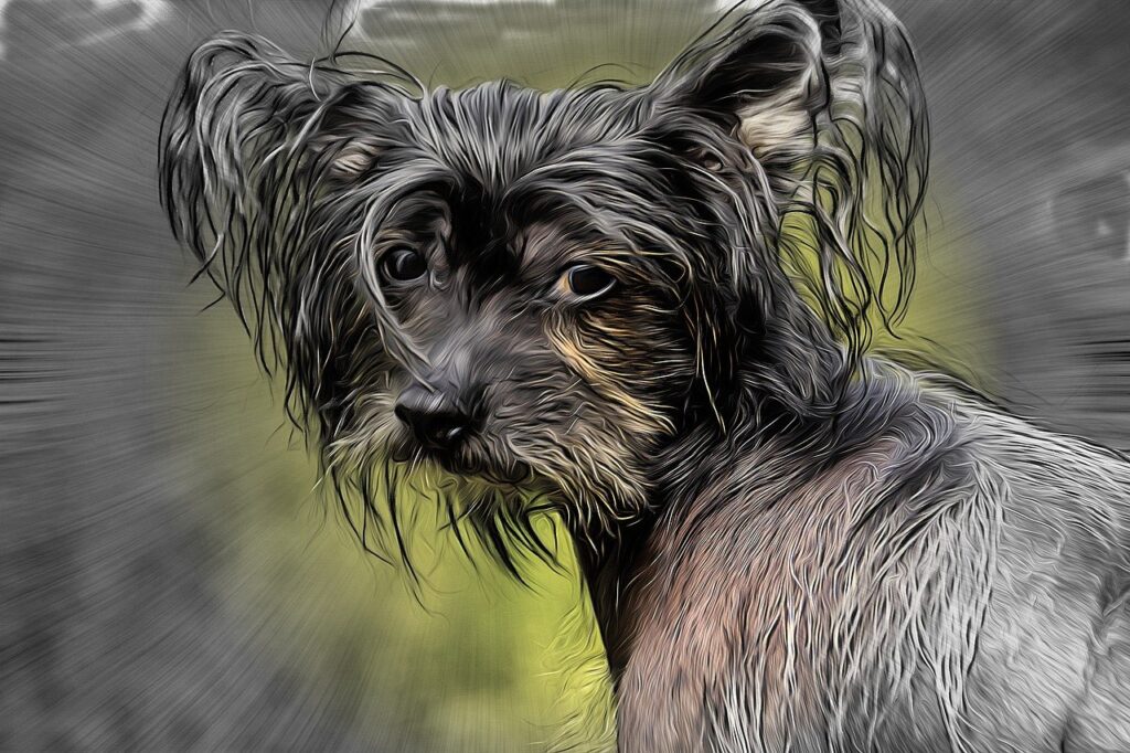 dog, chinese crested dog, hairless dog-4934101.jpg