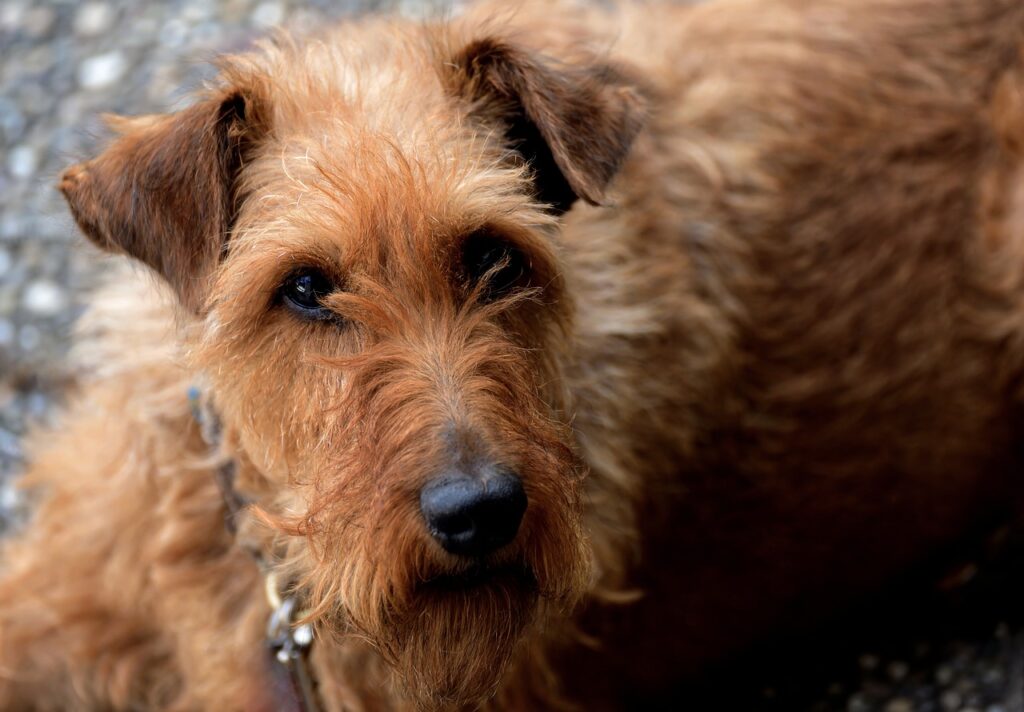 The Best Terrier Puppy Breeds