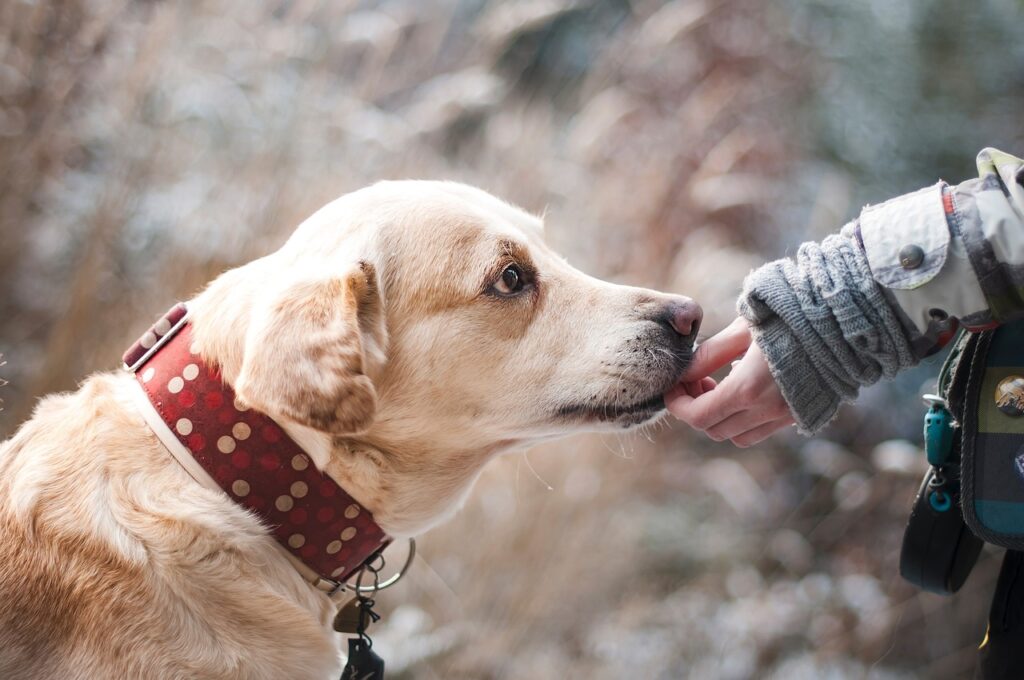 Trainability by Breed